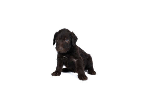 a Czech pointer dog or Bohemian wire dog named Cesky fousek eight - week puppy isolated on white