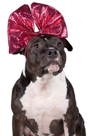 Portrait of brown American Staffordshire terrier (amstaff) sitting with a bow diadem on her head. American Stafford dog with perfect muscular body and beautiful face restingの写真素材
