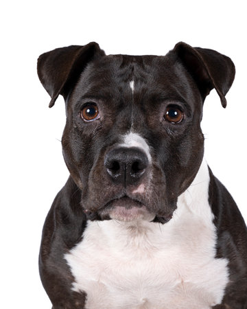 Portrait of brown American Staffordshire terrier (amstaff) sitting. American Stafford dog with perfect muscular body and beautiful face restingの写真素材