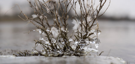 A bare plant of already with ice and icicles above frozen water in the winterの写真素材