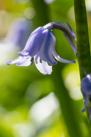 Common Bluebell, hyacinth non-scripta, with waterdrops close-up macroの写真素材