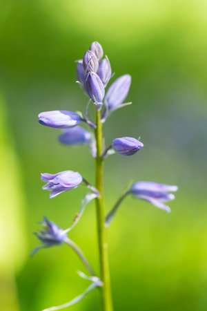 Common Bluebell, hyacinth non-scripta, with waterdrops close-up macroの写真素材