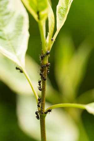 A Team of black ants climbing on the stem of a green plant with shallow depth of field and soft green backgroundの写真素材