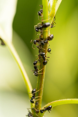 A Team of black ants climbing on the stem of a green plant with shallow depth of field and soft green backgroundの写真素材