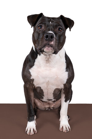 Portrait of brown American Staffordshire terrier (amstaff) sitting. American Stafford dog with perfect muscular body and beautiful face restingの写真素材