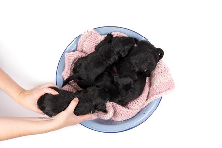 Four Cute Miniature Schnauzer puppies sitting and lying together in a blue bowl with a persons hands and arms holding one isolated on a white backgroundの写真素材