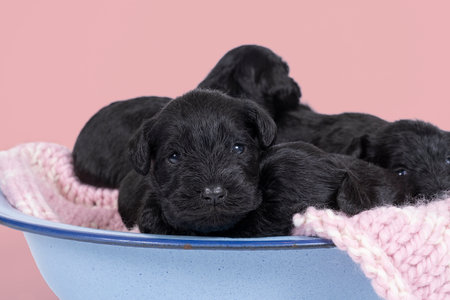 Four Cute Miniature Schnauzer puppies sitting and lying together in a blue bowl isolated on a pink backgroundの写真素材