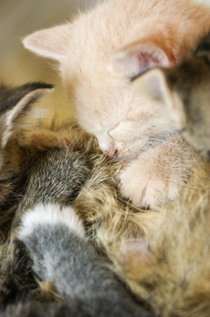 Close up of a Gray tabby mother cat laying on a coach feeding her drinking kittensの写真素材
