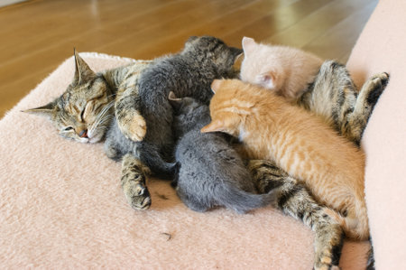 A Gray tabby mother cat laying on a coach feeding her drinking kittens seen from aboveの写真素材