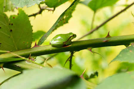 An European tree frog resting on a green blackberry branch with thorns with green backgroundの写真素材