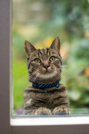 A Gray tabby cat looking through a window begging to be let inの写真素材