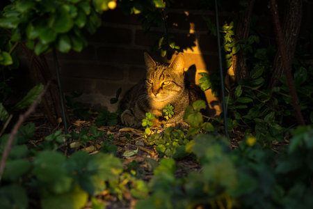 A Gray tabby cat sitting in the evening sun underneath a plant in the gardenの写真素材