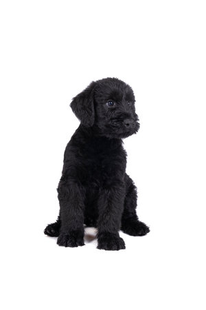 A Cute Giant Schnauzer puppy sitting looking away isolated on a white backgroundの写真素材