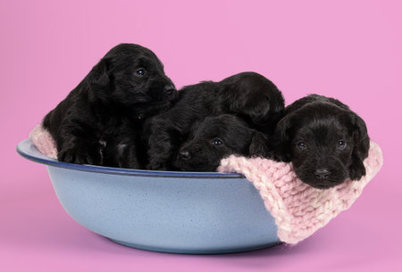 Four Cute Miniature Schnauzer puppies sitting and lying together in a blue bowl isolated on a pink backgroundの写真素材