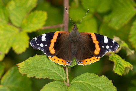 A Red Admiral Butterfly Vanessa atalanta on a blackberry bush perchingの写真素材