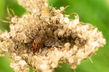 the Italian bug, bug-tiger, bug-whale, bedbug-striped, bar stink bug, graphosoma lineatum on the flower of wild dillの写真素材