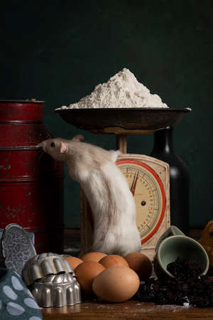 A Cute white and brown rat sitting in a stil life scene themed baking cake green backgroundの写真素材