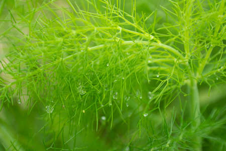 A Close up of an asparagus plant with dew dropsの写真素材