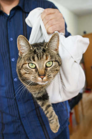 A Gray tabby cat lhaning in ab ag being held by a caucasian maleの写真素材