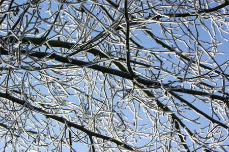 Branches covered with snow, close up detail, on the background of sky in the winter gardenの写真素材