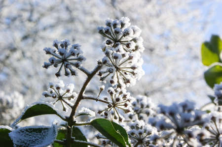 Branches of the ivy plant with berries covered with snow, close up detail, on the background of sky...