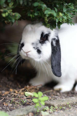A Close up of a domesticated black and white rabbit sitting underneath a bush in the gardenの写真素材