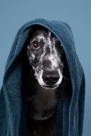 A Studioshot of a black gray and white lurcher a type of sighthound which is a mixed greyhound or whippet hiding underneath a blue towelの写真素材