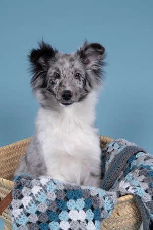 A Cute young shetland sheepdog puppy sitting in a wicker basket with a blue crochet plaid against a blue backgroundの写真素材