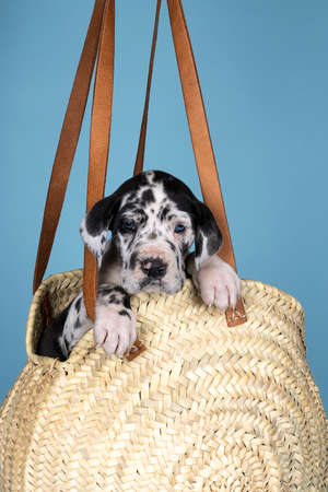 Puppy of a Harlequin Great Dane or German Dog, largest dog breed in the world, sitting in a wicker shopping bag against a blue backgroundの写真素材