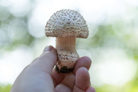 A Young edible Blusher Fungus or Amanita rubescens held in hand with blurred backgroundの写真素材