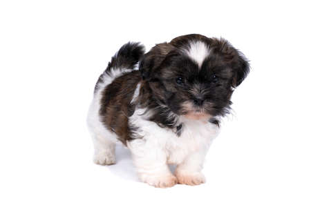 A 5 week old shih tzu puppy isolated on a white backgroundの写真素材