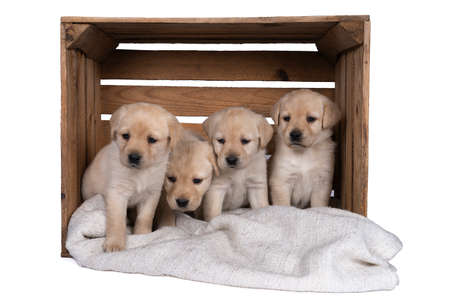A family of four 5 week old labrador puppies sitting in a wooden crate isolated on a white backgroundの写真素材