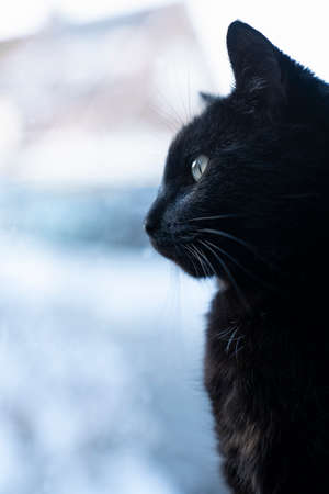 Portrait of a black cat behind window with copy spaceの写真素材