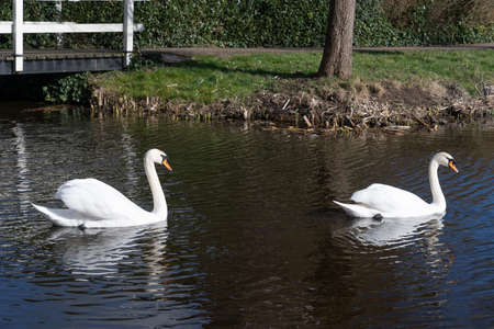 Two swans, male and female, couple swimming in a canal with reflectionsの写真素材