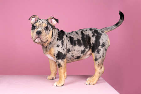 A Portrait of a cute old english bulldog puppy looking at the camera on a pink backgroundの写真素材