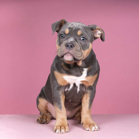 A Portrait of a cute old english bulldog puppy looking at the camera on a pink backgroundの写真素材