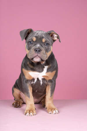 A Portrait of a cute old english bulldog puppy looking at the camera on a pink backgroundの写真素材
