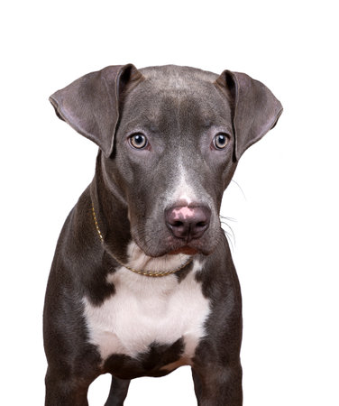 A portrait of the head of a purebred American Bully or Bulldog female with gray and white fur isolated on a white backgroundの写真素材