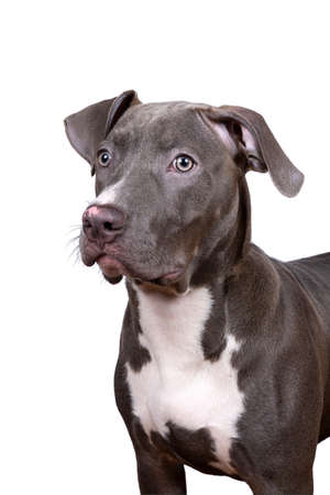 A portrait of the head of a purebred American Bully or Bulldog female with gray and white fur isolated on a white backgroundの写真素材