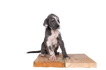 A puppy of the Great Dane or German Dog, largest dog breed in the world, Harlequin fur, white and black spots, sitting isolated in whiteの写真素材