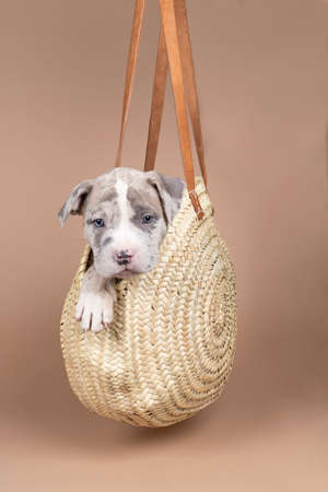 A purebred American Bully or Bulldog pup with blue and white fur sitting in a wicker basket on a beige backgroundの写真素材