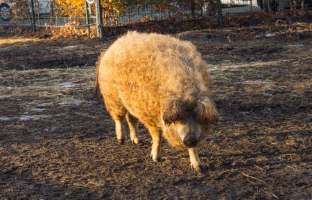 The Woolly Sheep-Pig, healthy environment and organic food production, standing in a muddy cage in the sunshineの写真素材