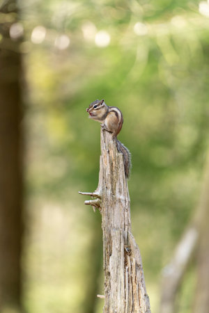 A Siberian chipmunk (Eutamias sibiricus) in a forest in Tilburg Noord Brabant in the Netherlandsの写真素材