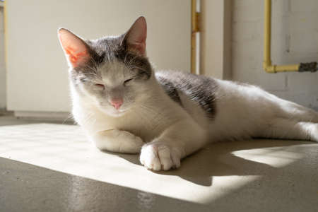 A White and gray cat enjoying the sun lying downの写真素材