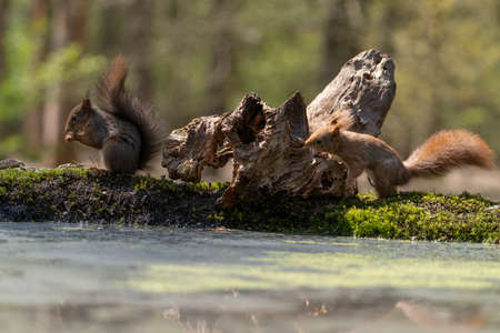 Two Erasian Red Squirrels - Sciurus vulgaris - in a forest eating and drinkingの写真素材