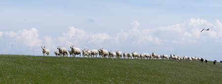 Cute little lambs and sheep on a dike in fresh spring green meadow in the sun