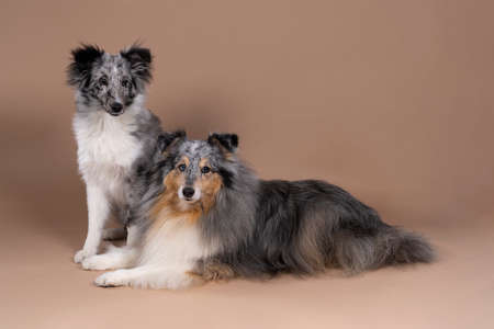 A Cute young shetland sheepdog puppy and adult sitting and lying against a beige background