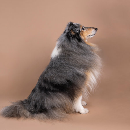 A Cute adult shetland sheepdog sitting against a beige background side viewの写真素材