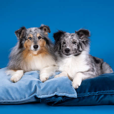 Two Cute shetland sheepdogs adult and puppy lying on a blue cushion against a blue backgroundの写真素材