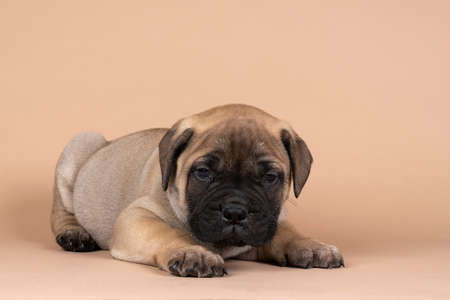 A bull mastiff dog puppy isolated on a beige backgroundの写真素材